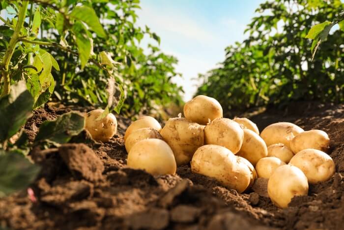 The Mexican Supreme Court ruled by a unanimous vote of five to zero in favor of overturning a 2017 lower court decision that prevented the Mexican federal government from implementing regulations to allow for the importation of fresh U.S. potatoes throughout the country.