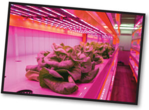 Scientists have managed to engineer spinach plants that are capable of sending emails.
