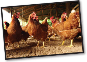 Auburn research team has received a four-year $499,577 grant from the National Institute of Food and Agriculture to study the possibility and challenges of using poultry processing wastewater for irrigating in controlled-environment agriculture.