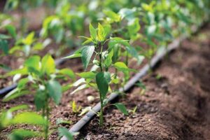 The Clemson Drip Fertigation Calculator helps vegetable growers achieve the greatest returns on investments while protecting the environment when fertigating through drip irrigation systems.