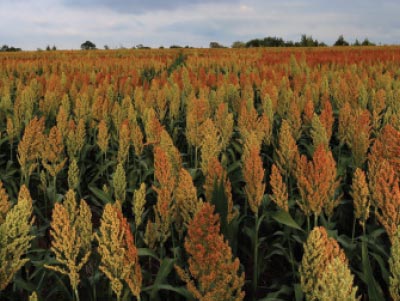 The sorghum competition was reformatted in 2021 to include both dryland and irrigated sorghum.