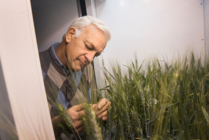 UC Davis to accelerate wheat breeding