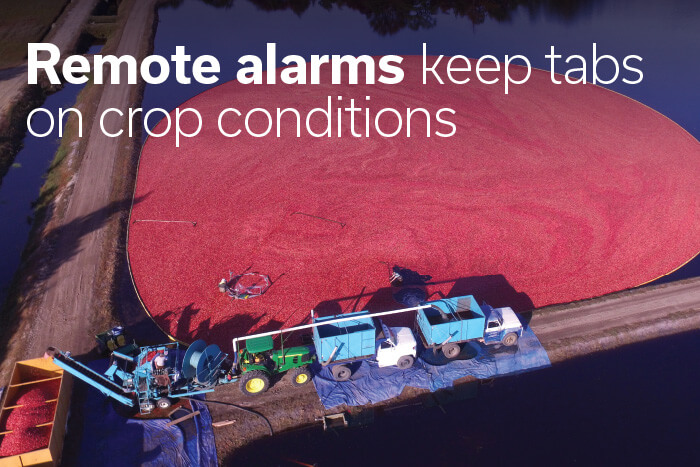 An image of a cranberry bog with the words Remote-alarms-keep-tabs-on-crop-conditions overlaying the image.