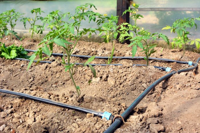 Fertigation-Drip